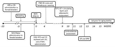 Administration of the Antioxidant N-Acetyl-Cysteine in Pregnant Mice Has Long-Term Positive Effects on Metabolic and Behavioral Endpoints of Male and Female Offspring Prenatally Exposed to a High-Fat Diet